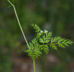 Hairyfruit chervil